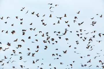Straw-coloured fruit bat (Eidolon helvum), Bat migration, Kasanka National Park, Serenje, Zambia, Africa