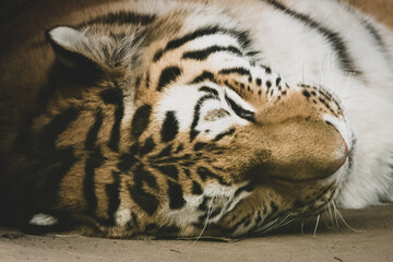 schlafender Tiger