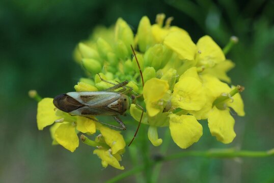 Lucerne bug (Adelphocoris lineolatus) on yellow field flowers.


