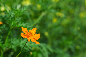 yello cosmos , (Cosmos sulphureus) in soft blurred style , with green leaves blurbackground , macro, in Thailand