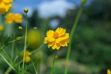 yello cosmos , (Cosmos sulphureus) in soft blurred style , with green leaves blurbackground , macro, in Thailand