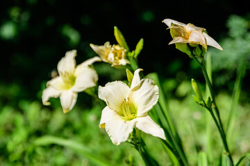 Ivory white Hemerocallis Arctic Snow plant, know as daylily, Lilium or Lily plant in a British cottage style garden in a sunny summer day, beautiful outdoor background photographed with soft focus.