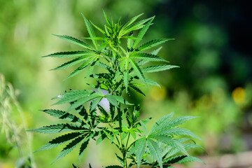 Naklejka premium Fresh green organic hemp or cannabis leaves cultivated in an urban garden, in a summer day, beautiful outdoor monochrome green background photographed with soft focus, urban gardening.