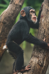 Baby Schimpanse II