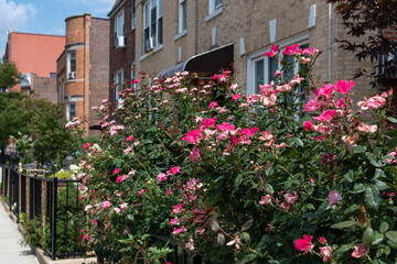 Fototapeta na wymiar Beautiful Pink Rose Bush in a Garden with a Row of Old Brick Homes in Astoria Queens New York