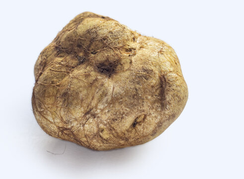 Melanogaster broomeanus is an inedible mushroom look like a truffle