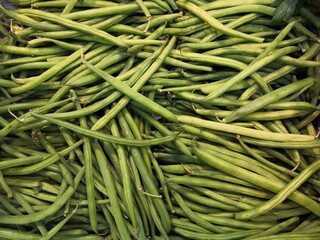 Harvesting green beans, freshness and taste in priority	