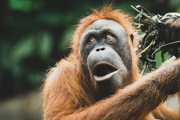 Orang Utan Portrait III