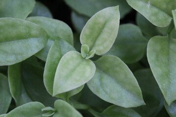 Fototapeta na wymiar green leaf plant green blossom leaves