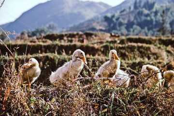 row of ducklings sitting by a rice field