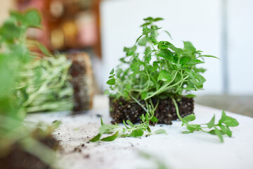 Microgreens basil on white background, Vegan micro sunflower greens shoots