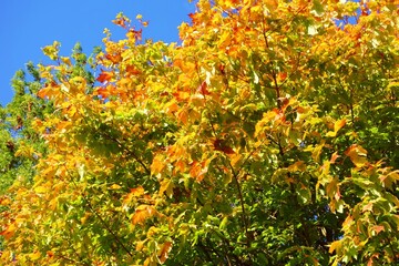 Colourful Autumn Leaves.