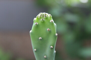 cactus branch green cactus leaf branch cactus leaves