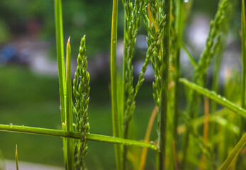 Green wild grass after rain