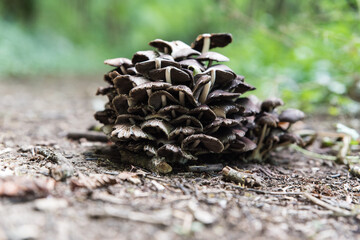 tight group of mushrooms on ground