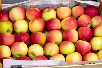 Closeup shot of fresh red and yellow apples