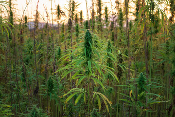 Cannabis plants on field. Industrial Hemp farm. Medical marijuana.