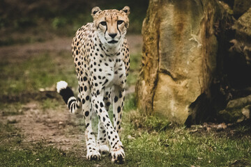 Gepard im Tierpark III