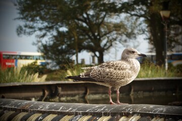 seagull on a fountain