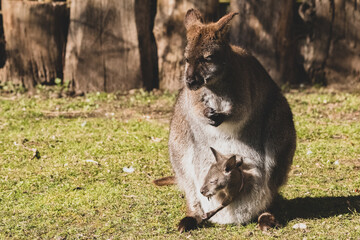 Baby Känguru im Bauch II
