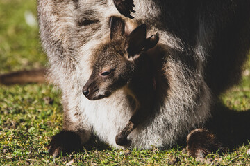 Baby Känguru im Bauch I