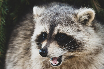 Waschbären Nahaufnahme II