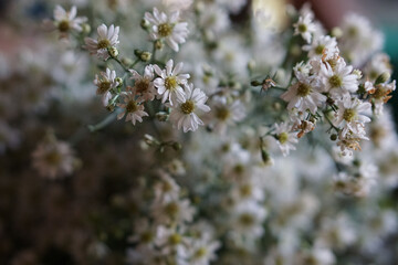 soft focus white heath aster for wallpaper.