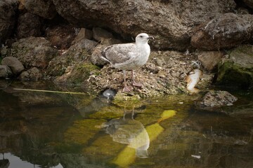 seagull on a fountain