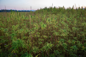 Cannabis plants on field. Industrial Hemp farm. Medical marijuana.