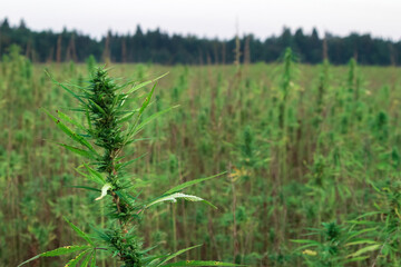 Cannabis plants on field. Industrial Hemp farm. Medical marijuana.
