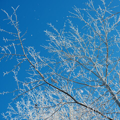 branches of a tree covered with frost and snow against the blue sky on a sunny day.