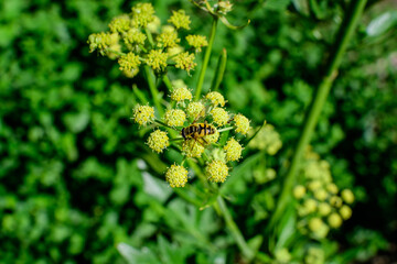 Close up of many green flowers of Apium graveolens plant, commonly know as celery in a herbs garden in a sunny summer day, background photographed with soft focus.
