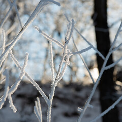 Branches of bushes covered with frost and snow against the background of the river on a sunny day.