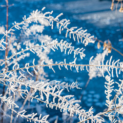 Dry plants covered with frost and snow on a sunny day.