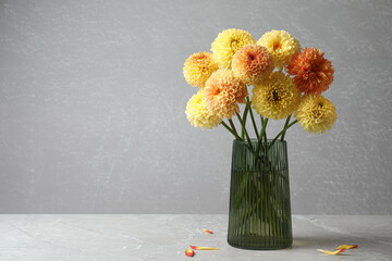 Beautiful yellow dahlia flowers in vase on table against grey background. Space for text