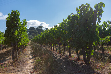 View of a farm, agricultural fields with vineyards, typically Mediterranean