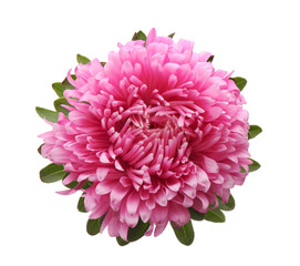 Beautiful pink aster isolated on white, top view.  Autumn flower