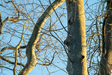 Glimpse in the plane trees, little bird on the branch, at the end of winter under an azure sky	