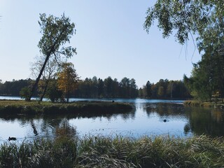 Fototapeta na wymiar Trees on the pond, calm background