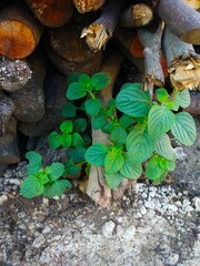 plants among the piles of wood
