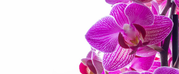 Fototapeta premium pink orchid isolated on white background