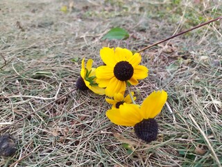 yellow crocus flower