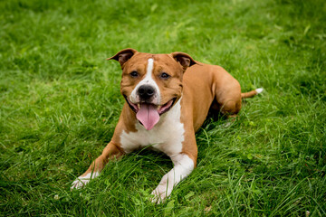 Portrait of cute american staffordshire terrier at the park.