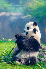 Mother Panda Yuan Yuan and her baby Panda Yuan Meng are Snuggling and eating bamboo in the morning, zoo beauval, France