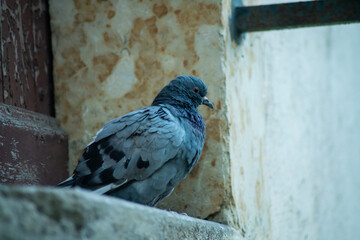 Close-up on a pigeon at the foot of a front door	