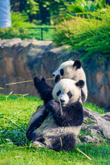 Mother Panda Yuan Yuan and her baby Panda Yuan Meng are Snuggling and eating bamboo in the morning, zoo beauval, France
