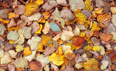 Red on yellow fallen leaves. autumn background