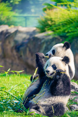 Mother Panda Yuan Yuan and her baby Panda Yuan Meng are Snuggling and eating bamboo in the morning, zoo beauval, France