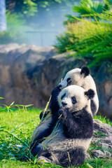 Mother Panda Yuan Yuan and her baby Panda Yuan Meng are Snuggling and eating bamboo in the morning, zoo beauval, France