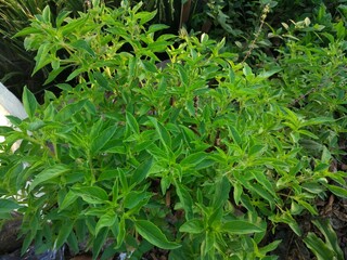 Basil plant photo